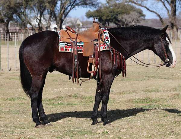 ranch-work-quarter-horse