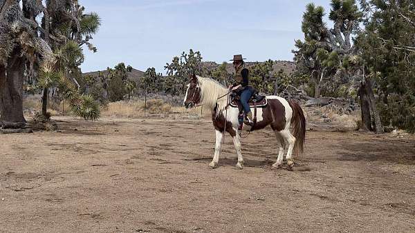 beginner-safe-tennessee-walking-horse