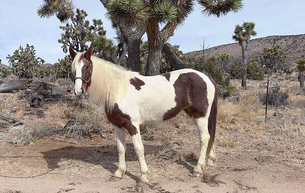 gaited-tennessee-walking-horse