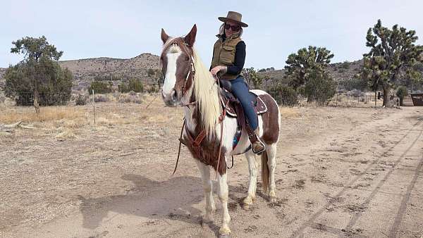 tobiano-star-horse