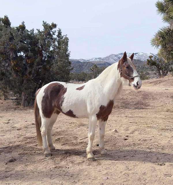 all-around-tennessee-walking-horse