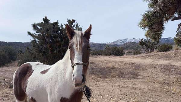 spotted-saddle-horse-tennessee-walking