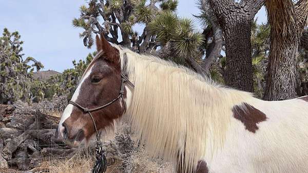 trail-tennessee-walking-horse