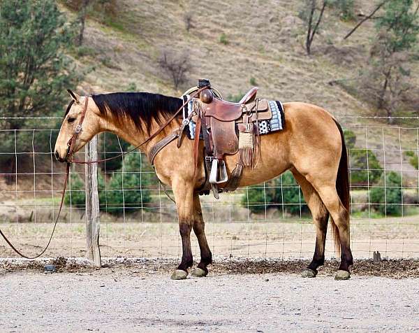 buckskin-blaze-horse