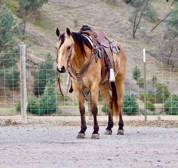 ranch-work-quarter-horse