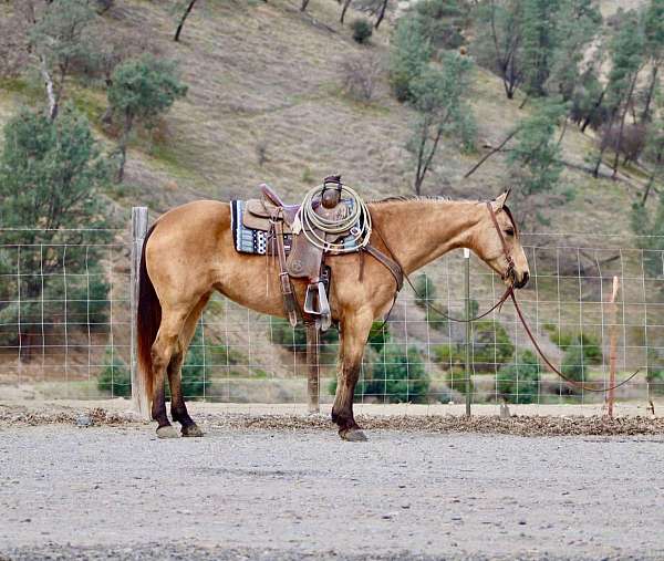 beginner-safe-quarter-horse