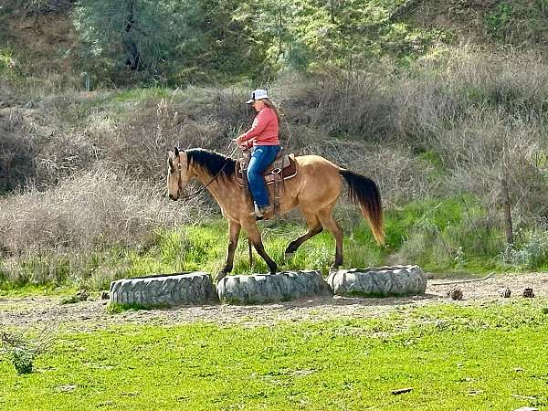 athletic-quarter-horse