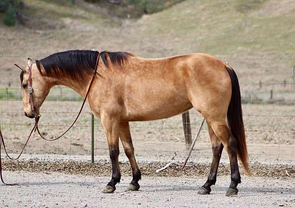 husband-safe-quarter-horse