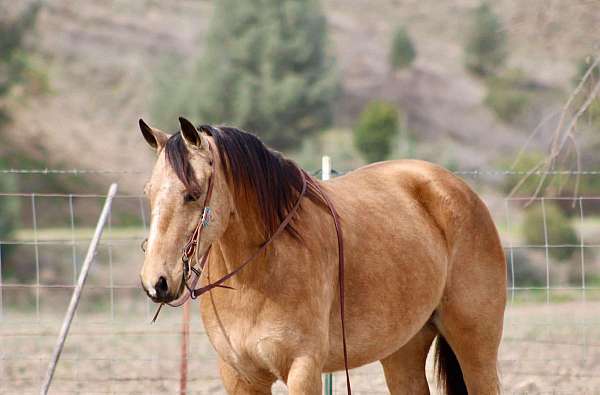 ranch-quarter-horse