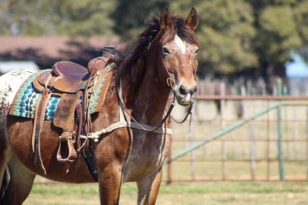 beginner-safe-draft-horse