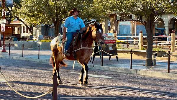 appaloosa-draft-horse