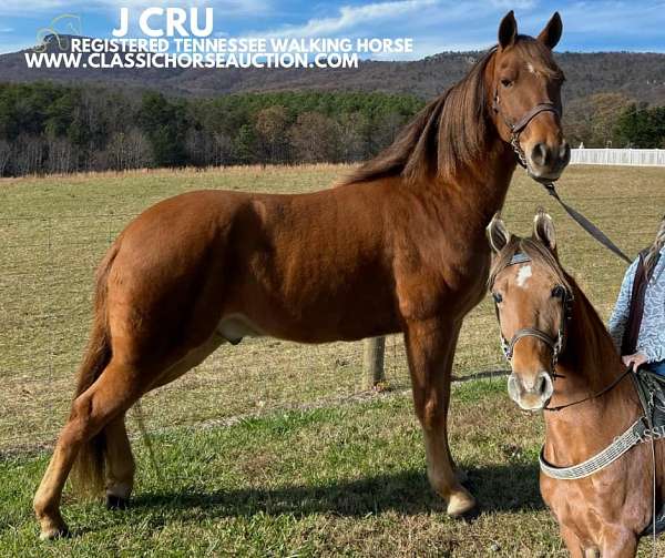 successfully-shown-tennessee-walking-horse