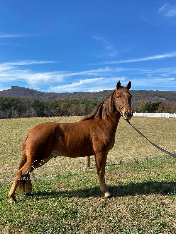 versatile-tennessee-walking-horse