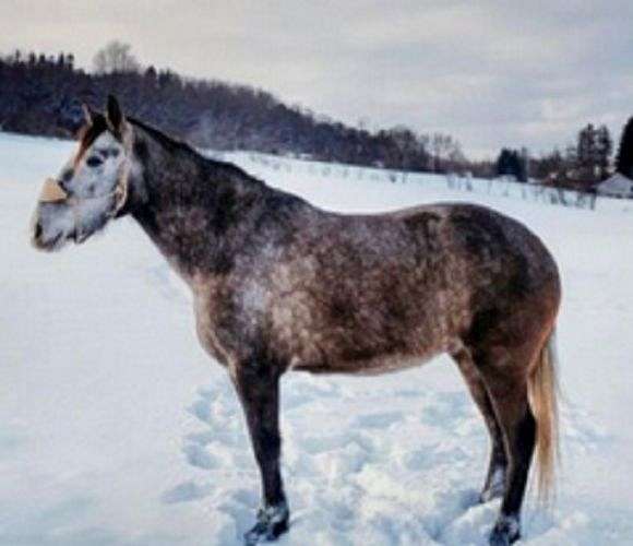 families-draft-horse