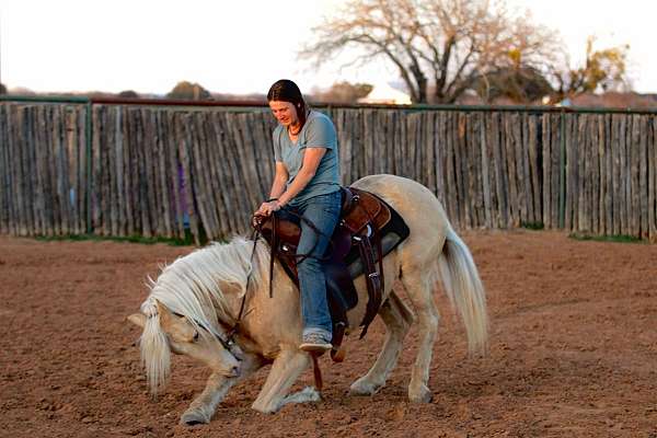 palomino-star-pony