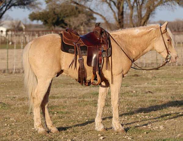 beginner-safe-quarter-pony