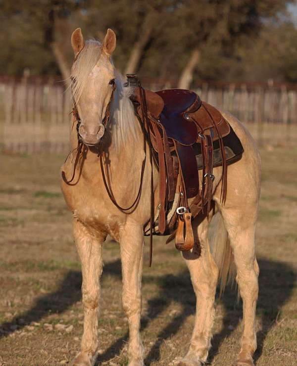 ranch-work-quarter-pony