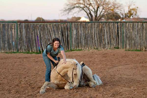 all-around-quarter-pony