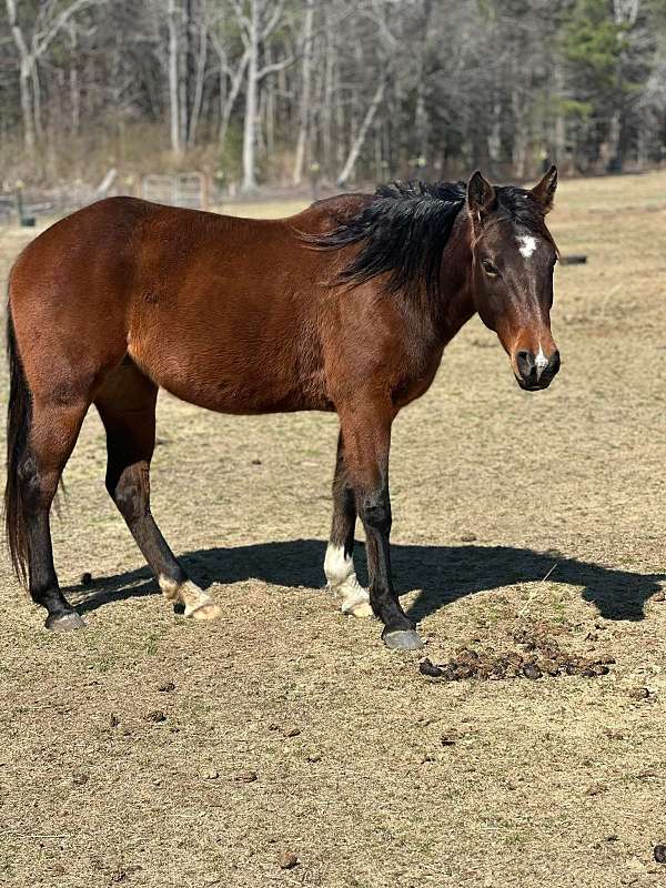 quarter-horse-mare