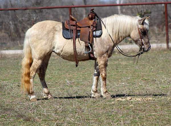 chocolate-ranch-work-pony