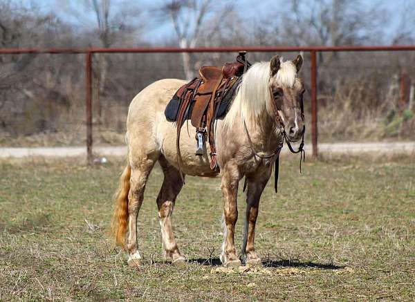 chocolate-show-pony