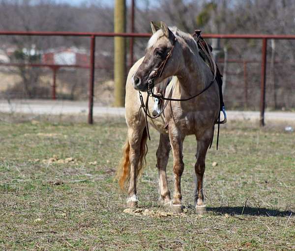 chocolate-trail-class-competition-pony