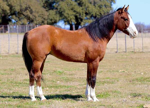 ranch-work-quarter-horse