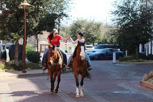 all-around-quarter-horse