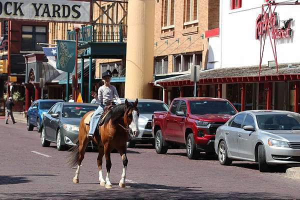 calf-roping-quarter-horse