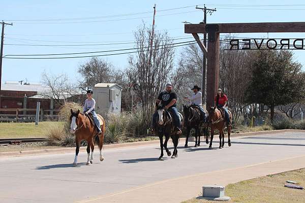 experienced-quarter-horse