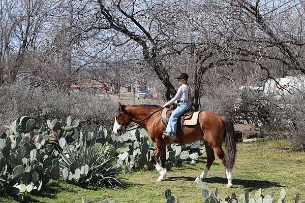 kid-safe-quarter-horse