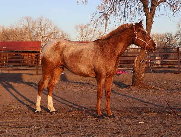 red-roan-appaloosa-horse