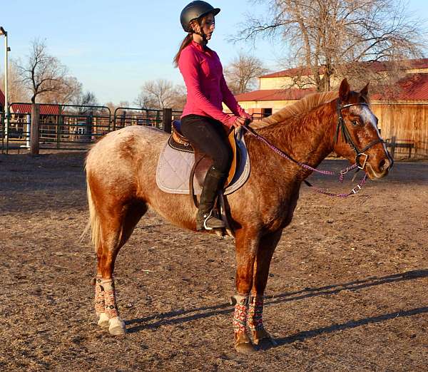 beginner-safe-quarter-horse