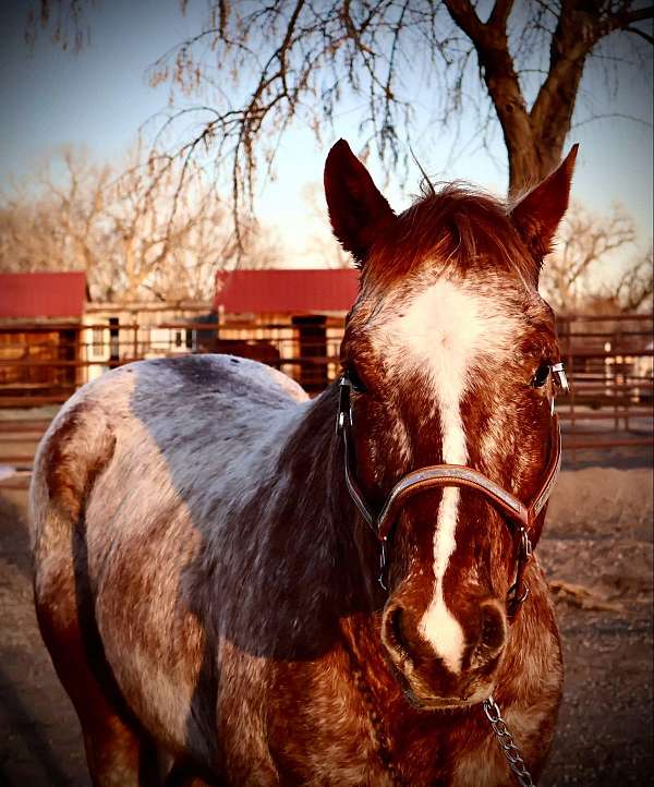 family-horse-quarter