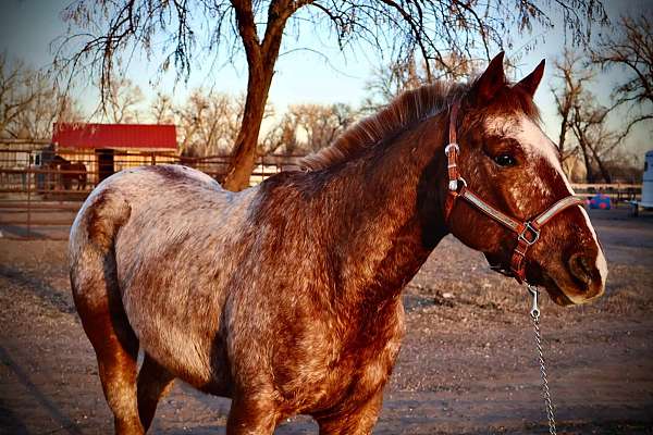 trail-quarter-horse