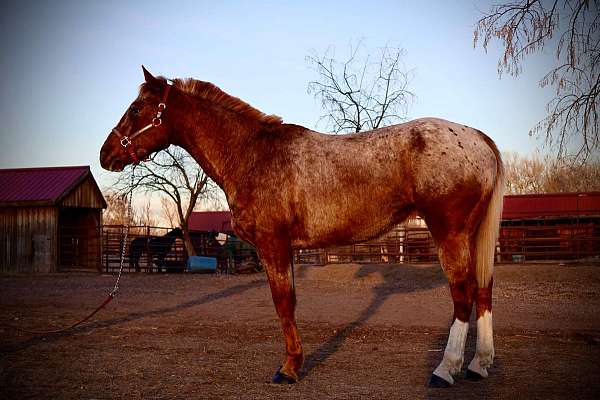 appaloosa-quarter-horse