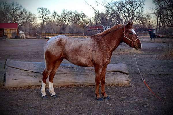 athletic-quarter-horse