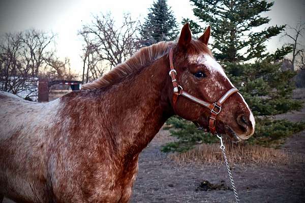 beginner-quarter-horse