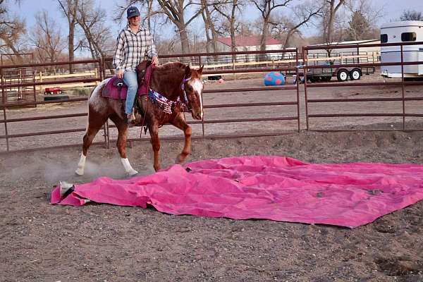 husband-safe-quarter-horse