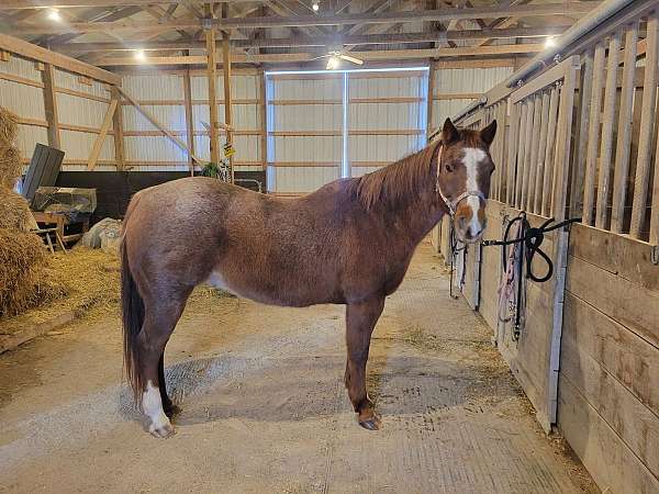 carried-flag-quarter-horse