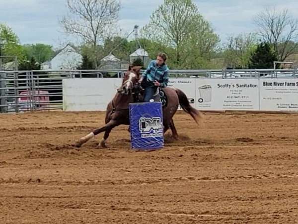 carried-flag-gelding