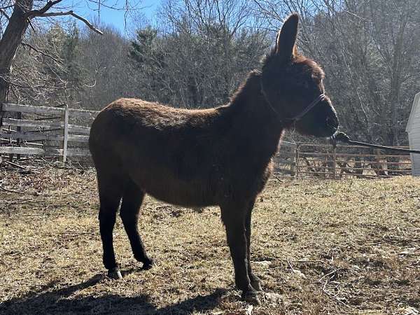 brown-donkey-mare