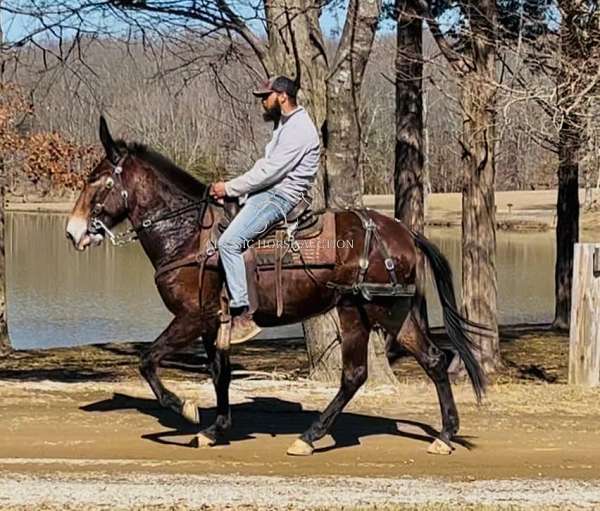 crosses-creeks-mule