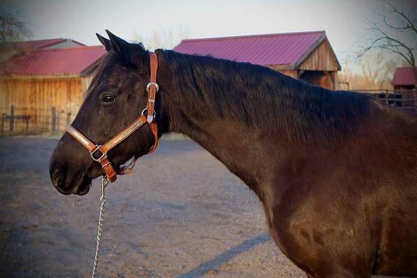 quarter-pony