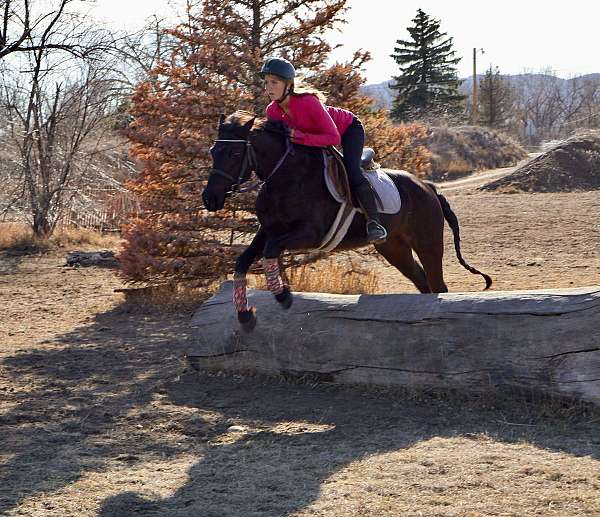 all-around-quarter-pony