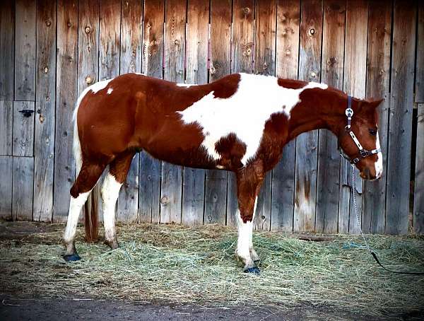 chestnut-tobiano-horse