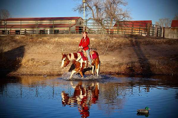 quarter-horse