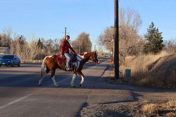 ranch-work-quarter-horse