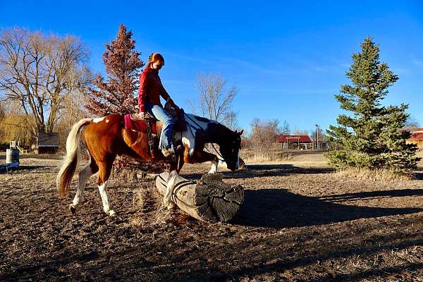 beginner-safe-quarter-horse