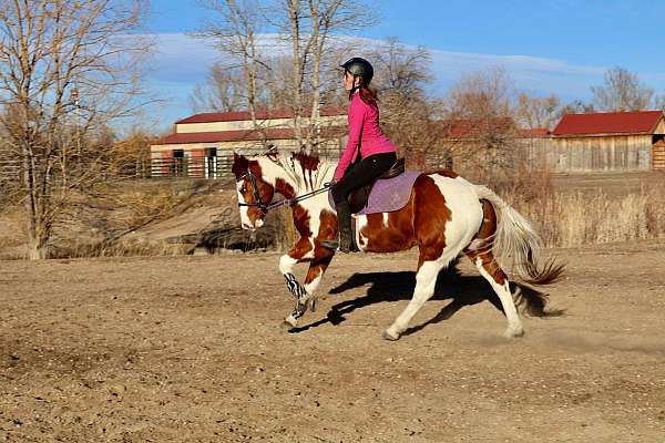 all-around-quarter-horse